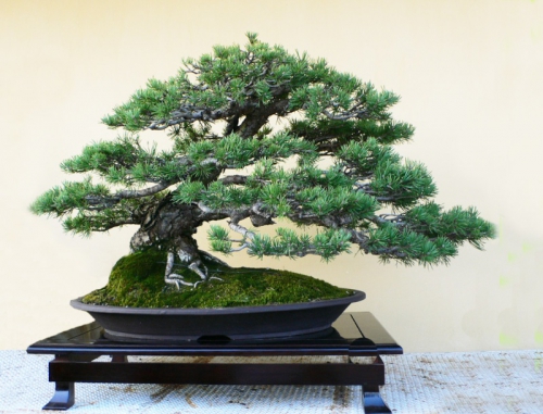 Kodama art studio pin sylvestre pinus sylvestris baudouin de lorgeril bonsai 22.jpg
