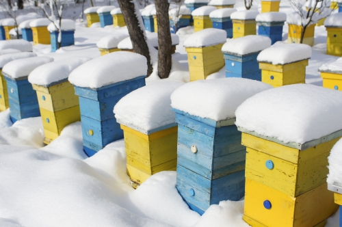 abeilles d'hiver.jpg
