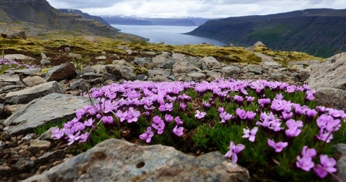 fleurs-arctiques-islande.jpg
