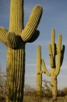 Tucson Saguaro.jpg