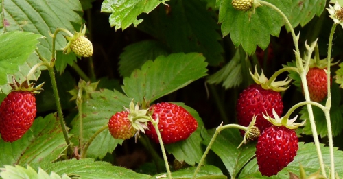 fraisier-fruits.jpg