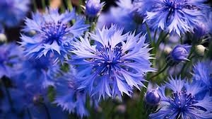 fleur bleue.jpg