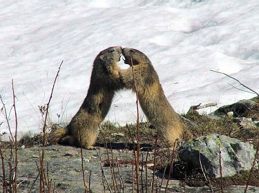 marmottes.jpg