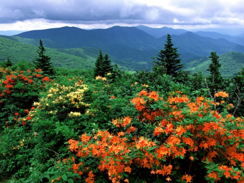 Flame_Azaleas_in_Bloom_Appalachian_Trail_North_Carolina.jpg