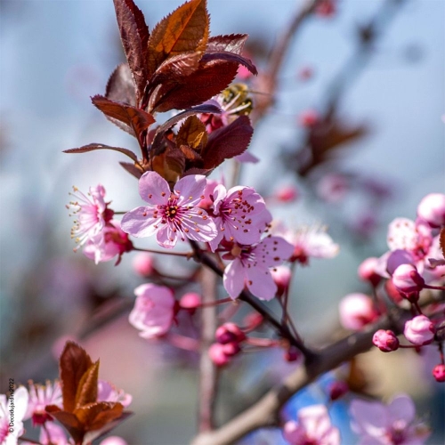 cerisier-a-fleurs-nigra.jpg